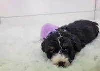 Becka, a female Bernedoodle for sale in Sugarcreek, OH – Photo 6 of 7