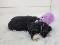 Becka, a female Bernedoodle for sale in Sugarcreek, OH – Photo 5 of 7