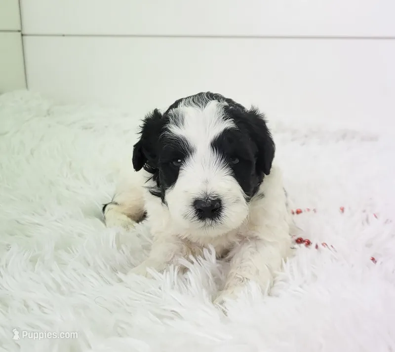 Rio – Portuguese Water Dog puppy for sale in Sugarcreek, OH
