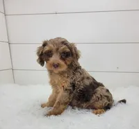 Oliver, a male Cavapoo for sale in Sugarcreek, OH – 1 of 5