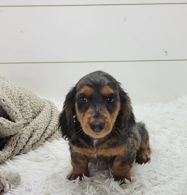 Milo – Miniature Dachshund puppy for sale in Sugarcreek, OH