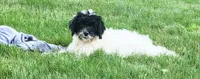 Aria, a female Portuguese Water Dog for sale in Sugarcreek, OH – 2 of 7
