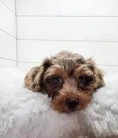 Oliver, a male Cavapoo for sale in Sugarcreek, OH – 3 of 4