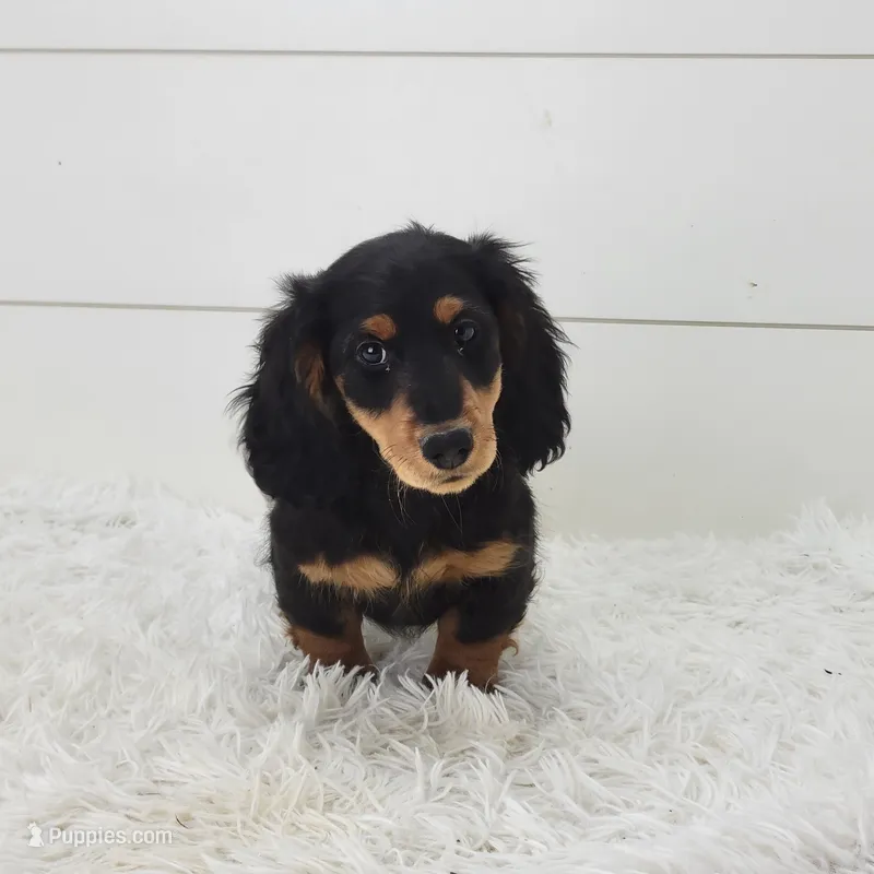 Winston – Miniature Dachshund puppy for sale in Sugarcreek, OH