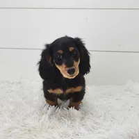 Winston, a male Miniature Dachshund for sale in Sugarcreek, OH – 1 of 5