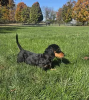 Winston, a male Miniature Dachshund for sale in Sugarcreek, OH – 3 of 3