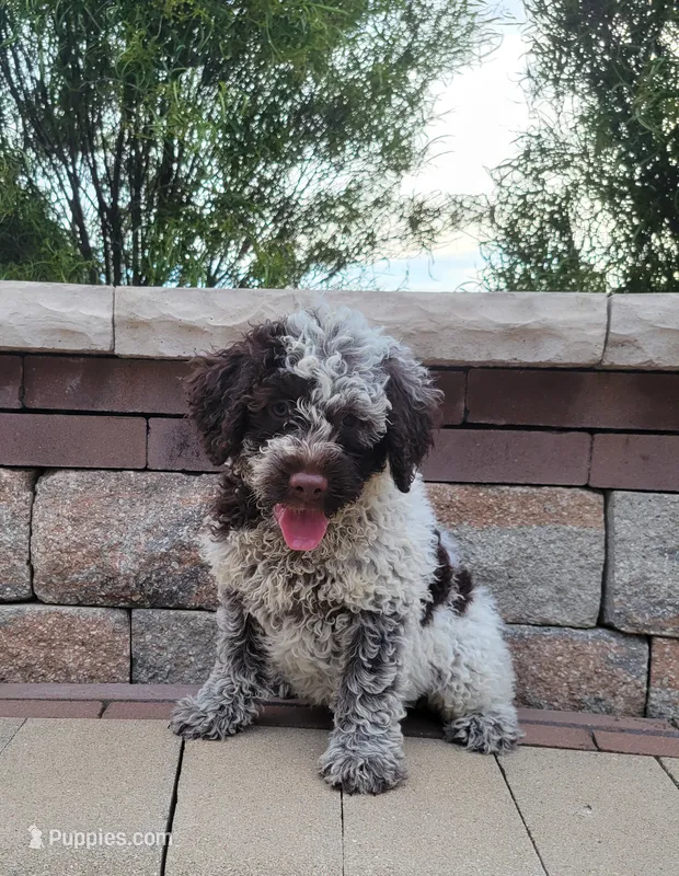 Cornhusker – Portuguese Water Dog puppy for sale in Sugarcreek, OH