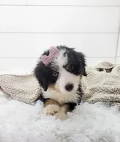 Bella, a female Bernese Mountain Dog and Poodle - Standard  for sale in Sugarcreek, OH – 3 of 6