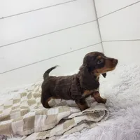 Archie, a male Miniature Dachshund for sale in Sugarcreek, OH – 3 of 4