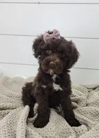 Brooke, a female Portuguese Water Dog for sale in Sugarcreek, OH – 1 of 4