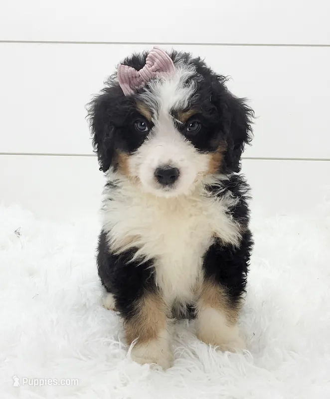 Bella – Bernese Mountain Dog, Poodle - Standard  puppy for sale in Sugarcreek, OH