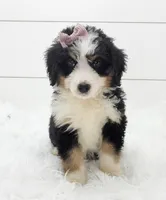 Bella, a female Bernese Mountain Dog and Poodle - Standard  for sale in Sugarcreek, OH – 1 of 6