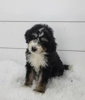 Boomer, a male Bernedoodle for sale in Sugarcreek, OH – 2 of 4