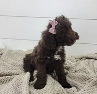 Brooke, a female Portuguese Water Dog for sale in Sugarcreek, OH – 3 of 4