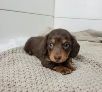 Oliver, a male Miniature Dachshund for sale in Sugarcreek, OH – Photo 4 of 5