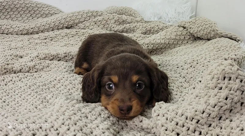Oliver – Miniature Dachshund puppy for sale in Sugarcreek, OH