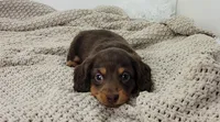 Oliver, a male Miniature Dachshund for sale in Sugarcreek, OH – Photo 1 of 5