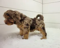 Oliver, a male Cavapoo for sale in Sugarcreek, OH – 4 of 4