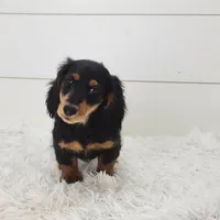 Winston, a male Miniature Dachshund for sale in Sugarcreek, OH – 5 of 5