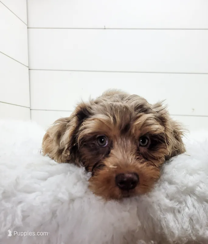 Oliver – Cavapoo puppy for sale in Sugarcreek, OH