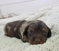 Otis, a female Miniature Dachshund for sale in Sugarcreek, OH – Photo 1 of 5