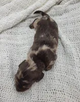 Otis, a female Miniature Dachshund for sale in Sugarcreek, OH – Photo 5 of 5