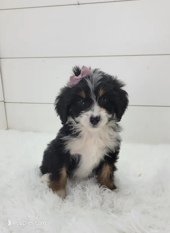 Bridget – Bernedoodle puppy for sale in Sugarcreek, OH