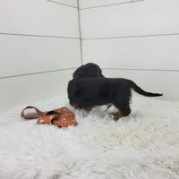 Winston, a male Miniature Dachshund for sale in Sugarcreek, OH – 3 of 5