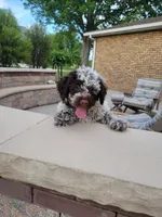 Cornhusker, a male Portuguese Water Dog for sale in Sugarcreek, OH – 4 of 5
