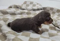 Oliver, a male Miniature Dachshund for sale in Sugarcreek, OH – Photo 6 of 6