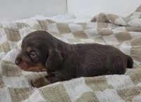 Oliver, a male Miniature Dachshund for sale in Sugarcreek, OH – Photo 3 of 6