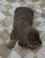 Oliver, a male Miniature Dachshund for sale in Sugarcreek, OH – Photo 5 of 6