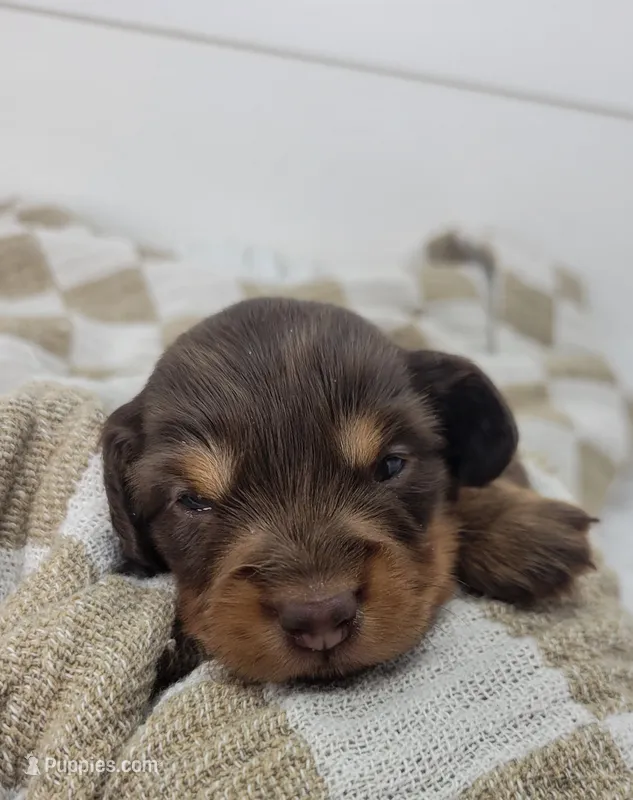 Oliver – Miniature Dachshund puppy for sale in Sugarcreek, OH