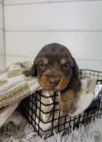 Oliver, a male Miniature Dachshund for sale in Sugarcreek, OH – Photo 2 of 6