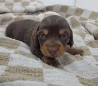 Oliver, a male Miniature Dachshund for sale in Sugarcreek, OH – Photo 4 of 6