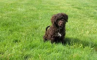 Brooke, a female Portuguese Water Dog for sale in Sugarcreek, OH – 3 of 3