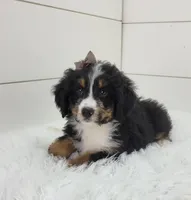 Britt, a female Bernedoodle for sale in Sugarcreek, OH – Photo 6 of 7