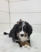 Britt, a female Bernedoodle for sale in Sugarcreek, OH – Photo 2 of 7