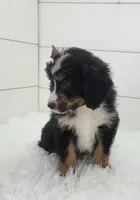 Britt, a female Bernedoodle for sale in Sugarcreek, OH – Photo 4 of 7