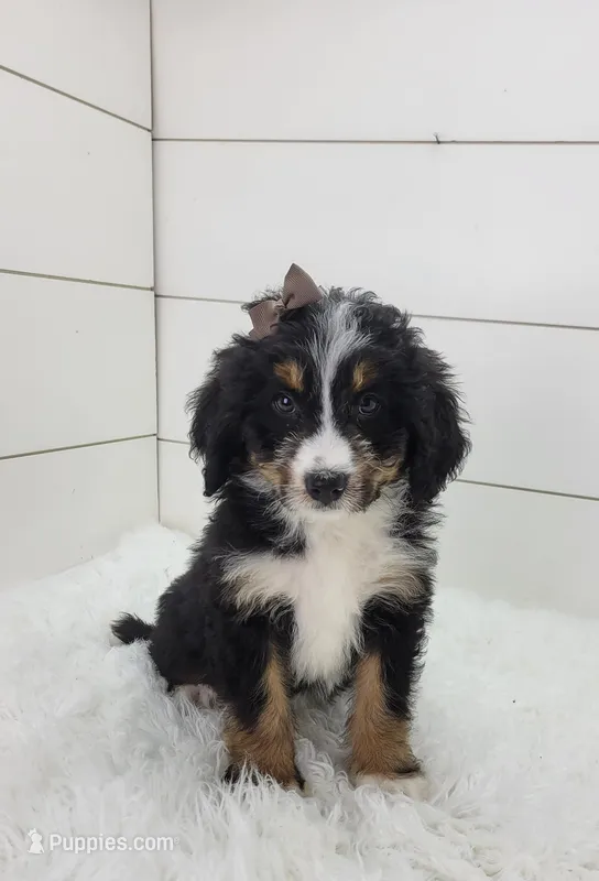 Britt – Bernedoodle puppy for sale in Sugarcreek, OH