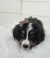 Britt, a female Bernedoodle for sale in Sugarcreek, OH – Photo 5 of 7