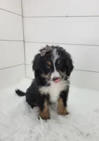 Britt, a female Bernedoodle for sale in Sugarcreek, OH – Photo 3 of 7