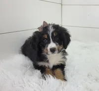 Britt, a female Bernedoodle for sale in Sugarcreek, OH – Photo 7 of 7