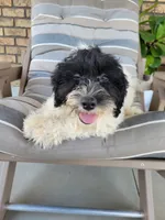 Aria, a female Portuguese Water Dog for sale in Sugarcreek, OH – 5 of 7