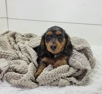 Milo, a male Miniature Dachshund for sale in Sugarcreek, OH – 5 of 6