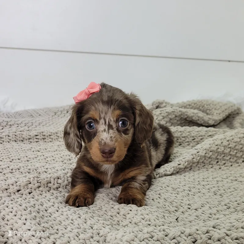 Olive – Miniature Dachshund puppy for sale in Sugarcreek, OH