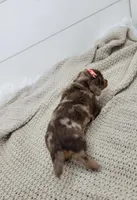 Olive, a female Miniature Dachshund for sale in Sugarcreek, OH – Photo 6 of 6