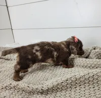 Olive, a female Miniature Dachshund for sale in Sugarcreek, OH – Photo 4 of 6