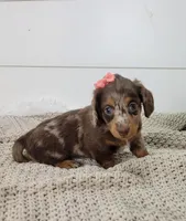 Olive, a female Miniature Dachshund for sale in Sugarcreek, OH – Photo 5 of 6