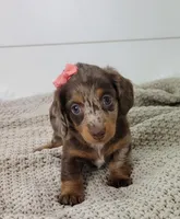 Olive, a female Miniature Dachshund for sale in Sugarcreek, OH – Photo 2 of 6